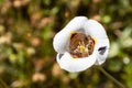 Close up of Butterfly Mariposa Lily Calochortus venustus wildflower blooming in Yosemite National Park, Sierra Nevada mountains Royalty Free Stock Photo