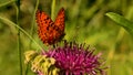 Close up of a butterfly n the summer green meadow. Creative. Small Beautiful orange butterfly on a flower on a sunny day Royalty Free Stock Photo