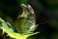 Close up of the butterfly name The Redspot Duke