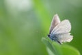 Close-up of a butterfly, perched on a long leaf against a green background in the sunshine. The insect\'s wings are