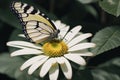 Close-up of a butterfly perched on a daisy