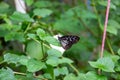 Close-up of a butterfly perched on the grass Royalty Free Stock Photo