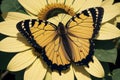 Close-up of a butterfly perched on a sunflower