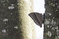 Close-up of a butterfly perched on the trunk of a large tree in the forest