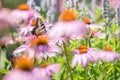 Close up of butterfly on pink cone flower Royalty Free Stock Photo