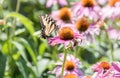 Close up of butterfly on pink cone flower Royalty Free Stock Photo