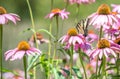 Close up of butterfly on pink cone flower