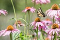 Close up of butterfly on pink cone flower Royalty Free Stock Photo