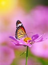 Close up of butterfly on pink cosmos flower with pink blurred background Royalty Free Stock Photo