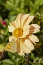 Close up with a butterfly pollinating a Dahlia flower