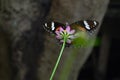 Close-up of butterfly pollination on purple flower Royalty Free Stock Photo