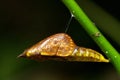 Close up of butterfly pupa