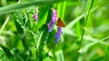 A butterfly on a purple flower in the nature Royalty Free Stock Photo