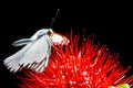 Close up butterfly on the red flower Royalty Free Stock Photo