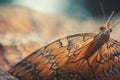 a close up of a butterfly on a rock with a blurry background