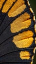 Close-up of a butterfly\'s wing showcasing intricate black and orange patterns Royalty Free Stock Photo