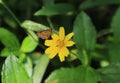 Close up of a butterfly similar to Dark palm dart on a yellow flower Royalty Free Stock Photo