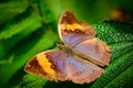 Close up of butterfly sitting on leaf.