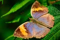 Close up of butterfly sitting on leaf.