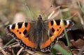Close-up of a butterfly, a small tortoiseshell, warming up in the sun in February. The insect hides in the grass
