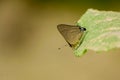 Close up of a butterfly is taking nutrients from the ashes lying on the green leaves