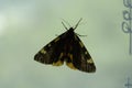 A close up of the butterfly tiger-moth (Pericallia matronula) on white Royalty Free Stock Photo