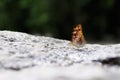 Close up butterfly (the vagrant) Royalty Free Stock Photo