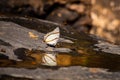 A close up of a butterfly Very beautiful and the bees are eating nectar on the rocks