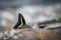Close-up of a colorful butterfly resting on the ground. Royalty Free Stock Photo