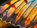 a close up of a butterfly wing with black and orange colors on it's wings and a black background Royalty Free Stock Photo