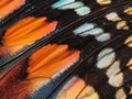 a close up of a butterfly wing with black and orange colors on it's wings and a black background Royalty Free Stock Photo