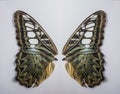 Close up Butterfly wing, Royalty Free Stock Photo