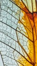 Close-Up of Butterfly Wing Texture: Orange and White Veins Royalty Free Stock Photo
