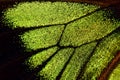Close-up of butterfly wing Royalty Free Stock Photo