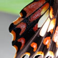 Close up of butterfly wing Royalty Free Stock Photo