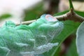Close up butterfly worm on tree Royalty Free Stock Photo