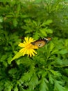 Close up the butterfly on the yellow flower at Cameron Highland farm. Royalty Free Stock Photo