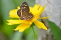 Close up of a butterfly on a yellow flower Royalty Free Stock Photo