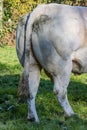 Close-up of the buttocks, dirty tail and part of the back of a white grayish dairy cow Royalty Free Stock Photo