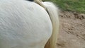 Close up of buttocks of white horse and ponytail