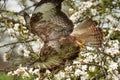 Close-up of a buzzard bird of prey, flying in a fruit tree. Clumsy action of the bird, he crashed into the apple tree