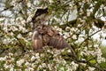 Close-up of a buzzard bird of prey, flying in a fruit tree. Clumsy action of the bird, he crashed into the apple tree