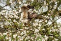 Close-up of a buzzard bird of prey, flying in a fruit tree. Clumsy action of the bird, he crashed into the apple tree