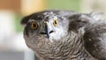 Close-up from a buzzard which is looking to the camera eagle eyes