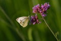 Close-up of a cabbage butterfly sitting and feeding on a blooming vervain Royalty Free Stock Photo