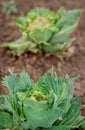 Close-up of cabbage damaged by pests. Sick cabbage leaves affected by pests and pathogenic fungi Royalty Free Stock Photo