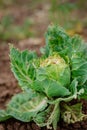 Close-up of cabbage damaged by pests. Sick cabbage leaves affected by pests and pathogenic fungi Royalty Free Stock Photo