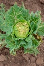 Close-up of cabbage damaged by pests. Sick cabbage leaves affected by pests and pathogenic fungi Royalty Free Stock Photo