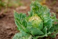 Close-up of cabbage damaged by pests. Sick cabbage leaves affected by pests and pathogenic fungi Royalty Free Stock Photo