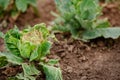 Close-up of cabbage damaged by pests. Sick cabbage leaves affected by pests and pathogenic fungi Royalty Free Stock Photo